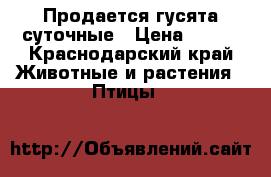 Продается гусята суточные › Цена ­ 170 - Краснодарский край Животные и растения » Птицы   